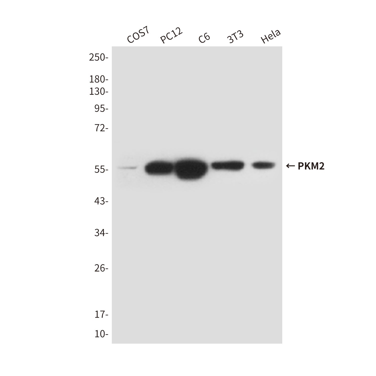 Anti-PKM2 (1A7) Mouse Monoclonal Antibody