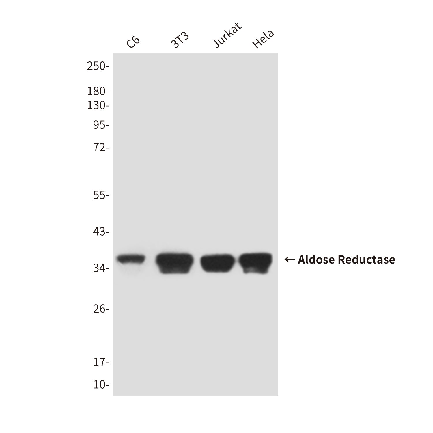 Anti-Aldose Reductase (4G9) Mouse Monoclonal Antibody