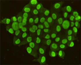 Anti-CDX2 (4F12) Mouse Monoclonal Antibody