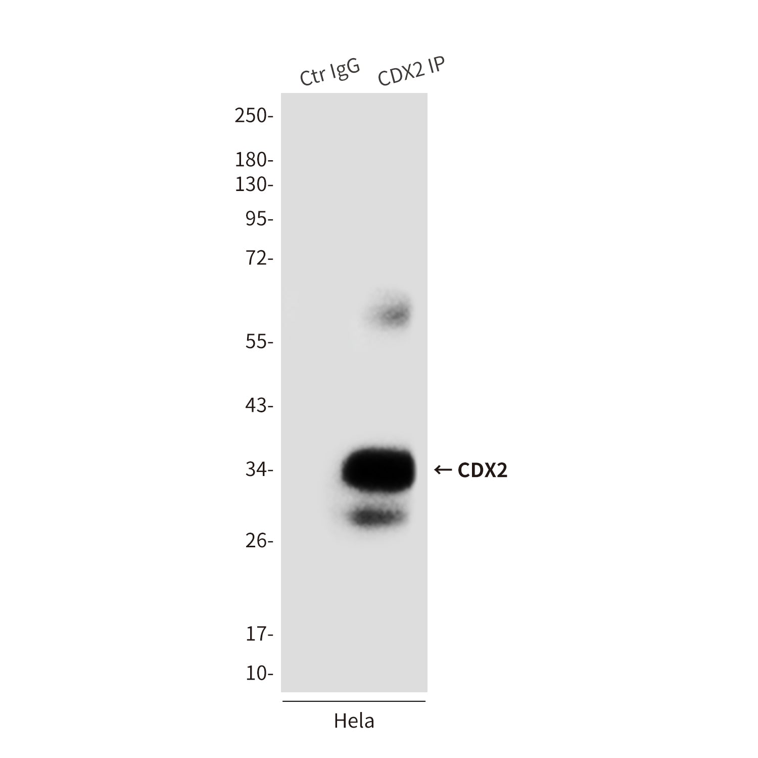 Anti-CDX2 (4F12) Mouse Monoclonal Antibody