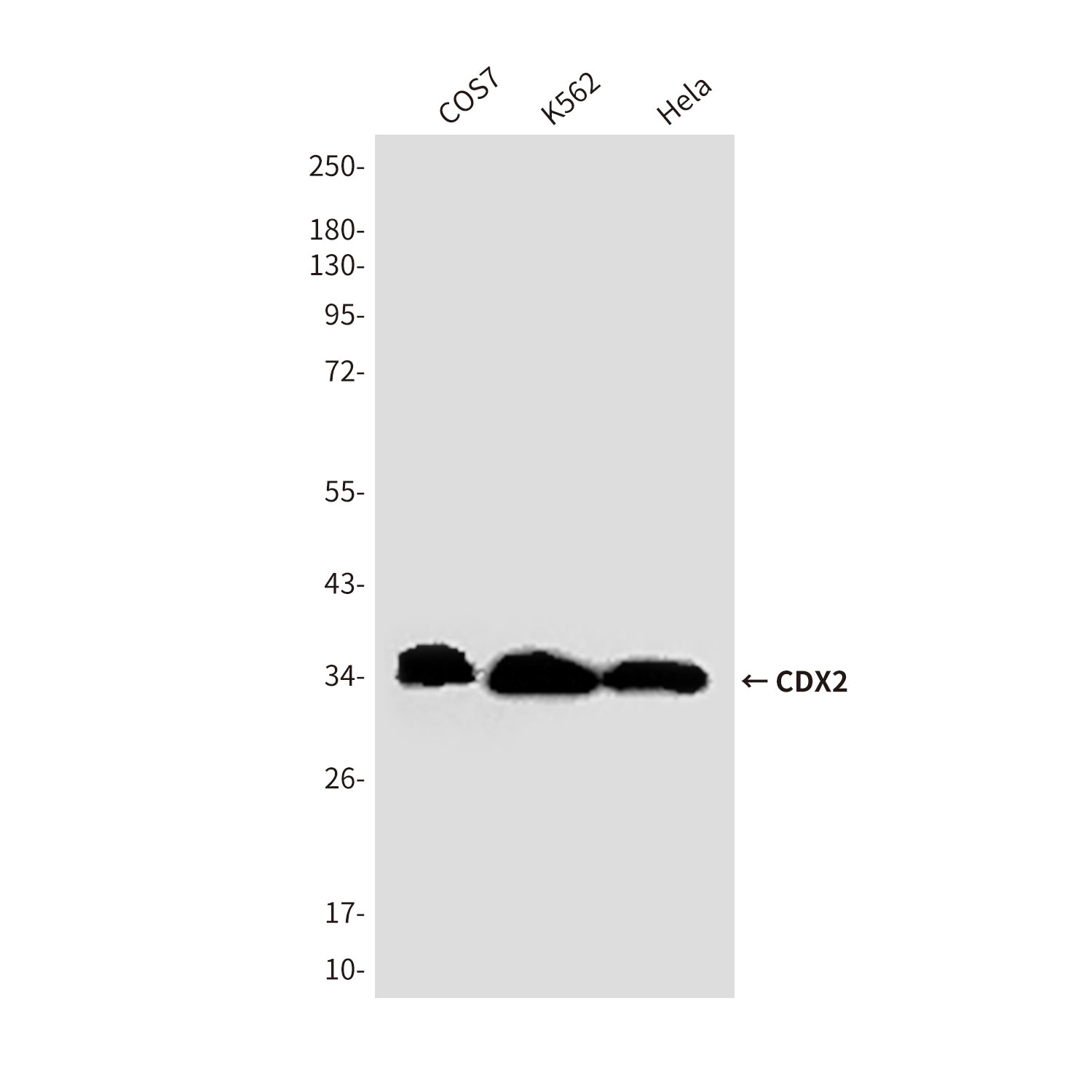 Anti-CDX2 (4F12) Mouse Monoclonal Antibody