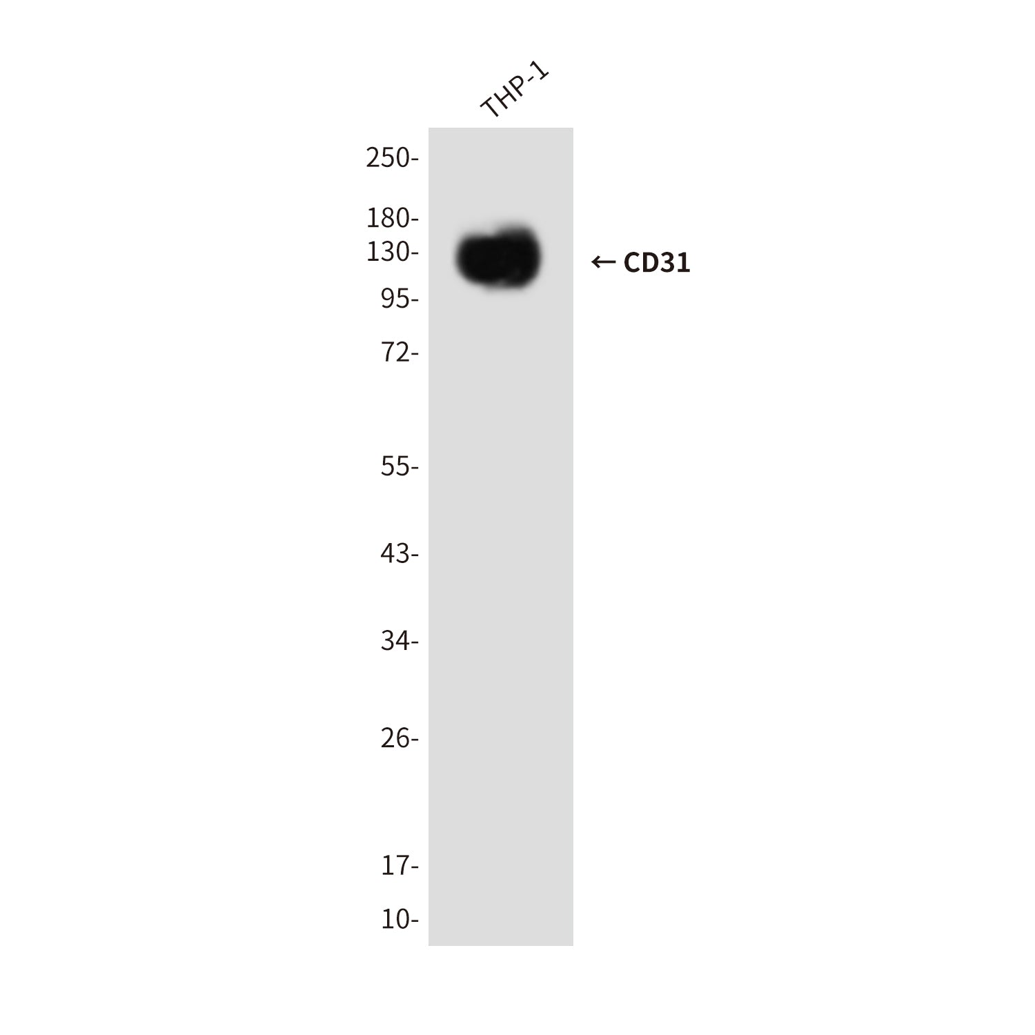 Anti-CD31 (5E2) Mouse Monoclonal Antibody