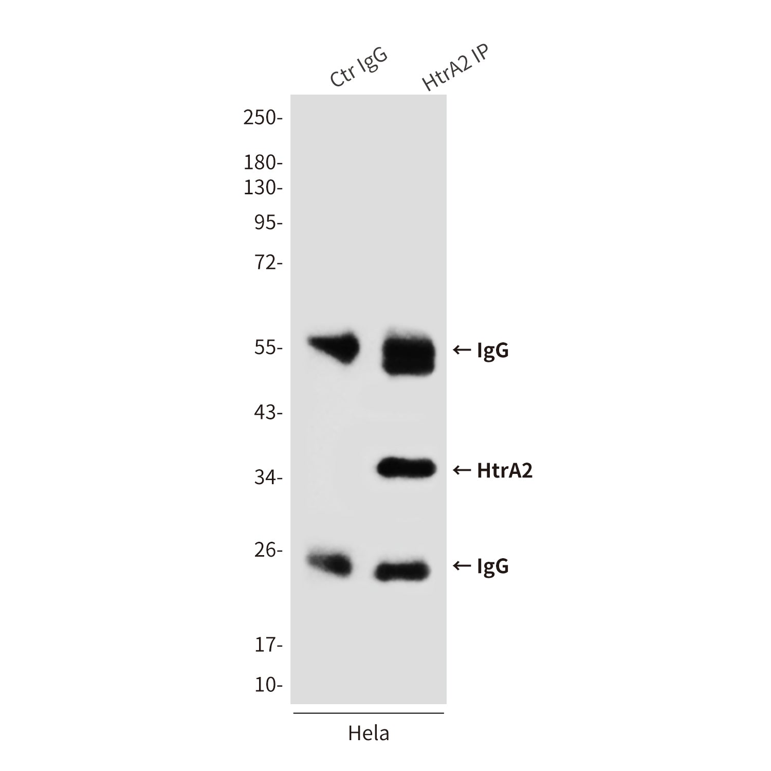 Anti-HtrA2 (8G11) Mouse Monoclonal Antibody