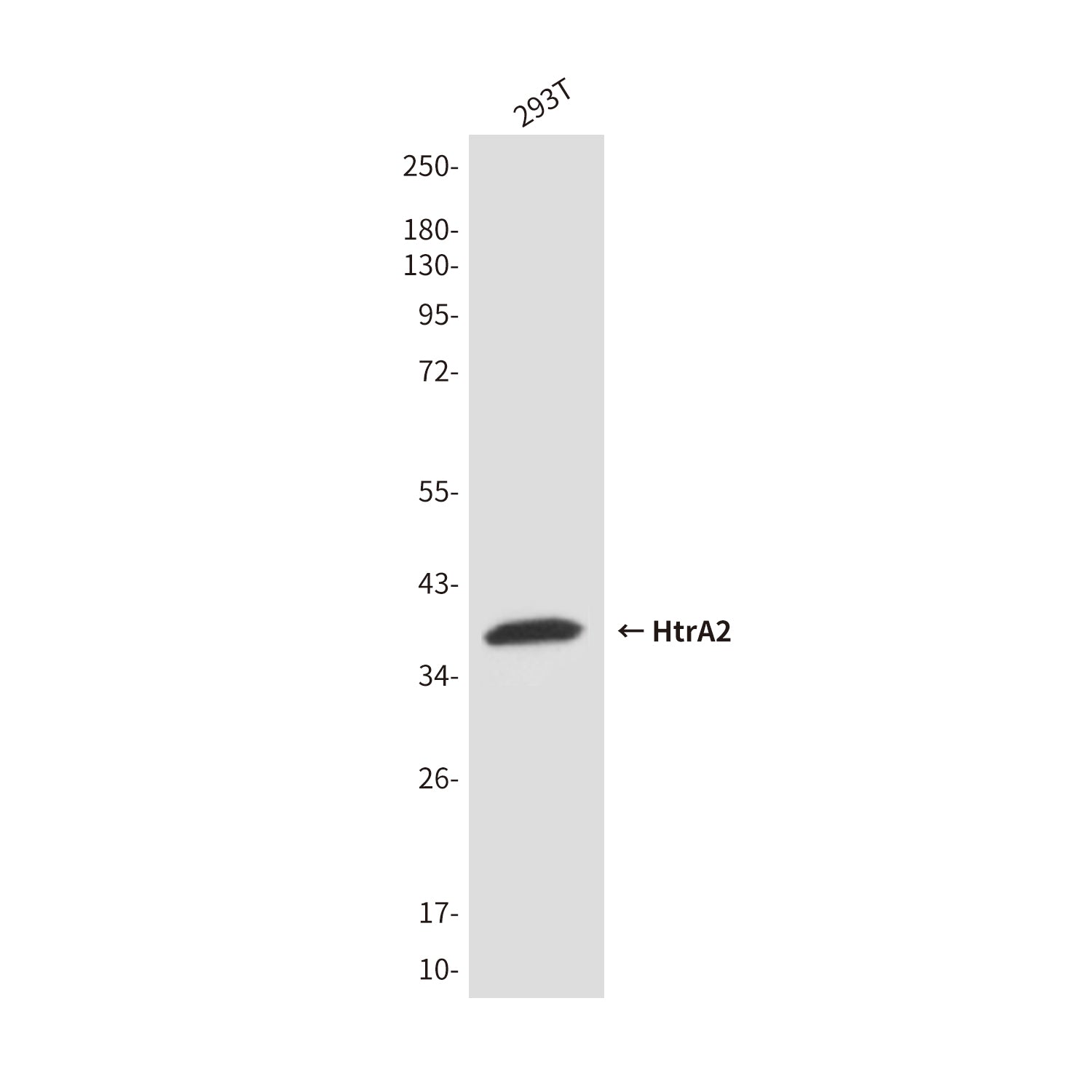Anti-HtrA2 (8G11) Mouse Monoclonal Antibody