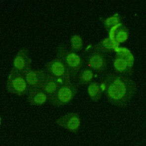 Anti-Ku70 (6H10) Mouse Monoclonal Antibody