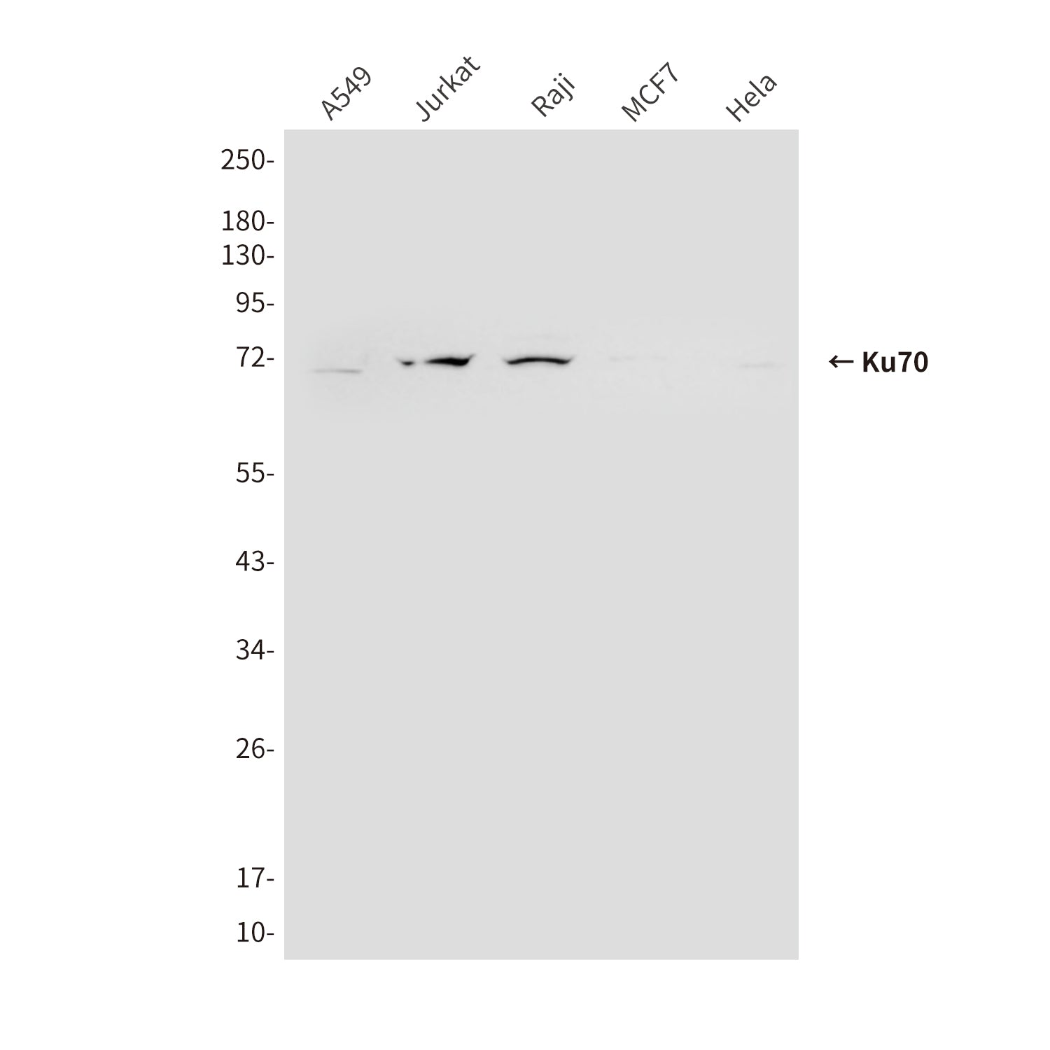 Anti-Ku70 (6H10) Mouse Monoclonal Antibody