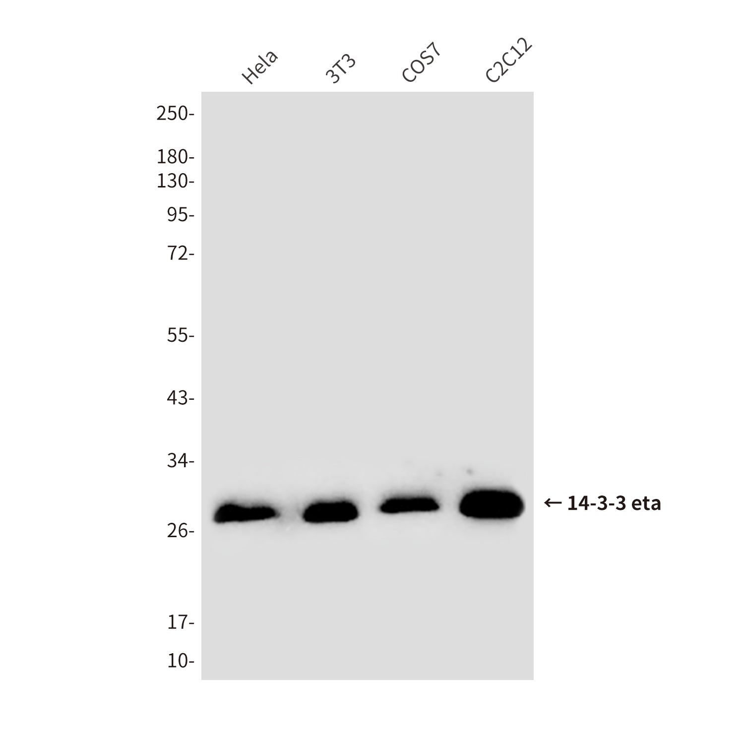 Anti-14-3-3 eta (5F2) Mouse Monoclonal Antibody