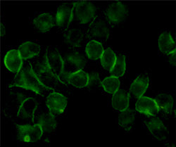 Anti-EGFR (5E10) Mouse Monoclonal Antibody