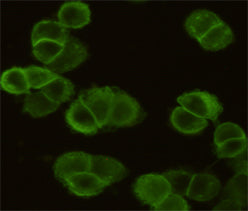 Anti-EGFR (5E10) Mouse Monoclonal Antibody