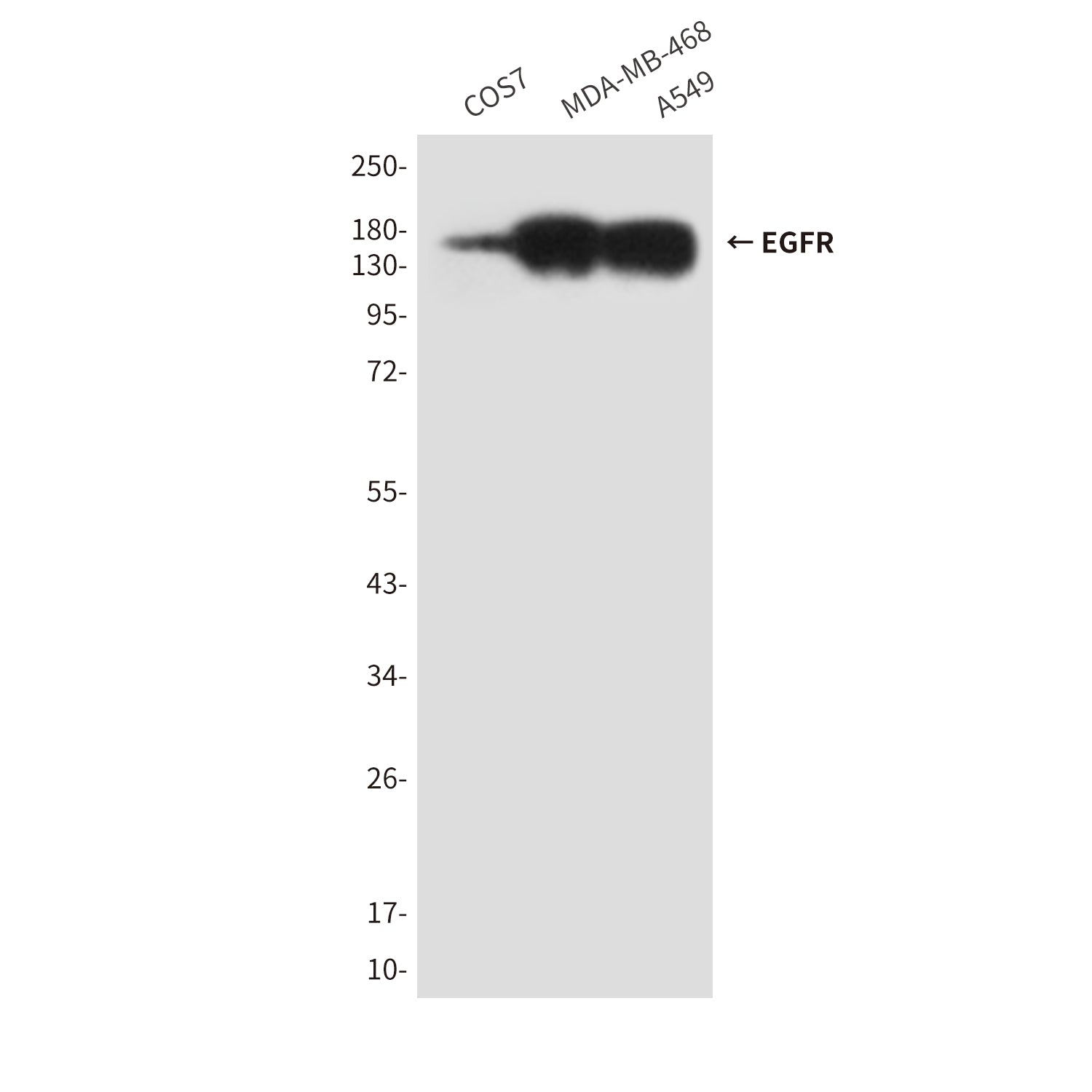 Anti-EGFR (5E10) Mouse Monoclonal Antibody