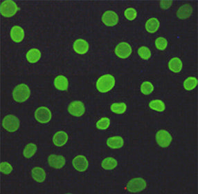 Anti-Lamin A/C (5D12) Mouse Monoclonal Antibody