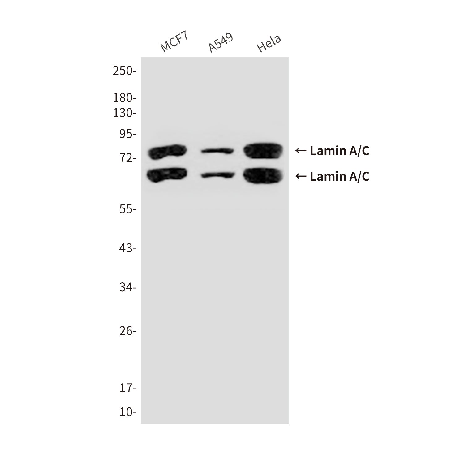 Anti-Lamin A/C (5D12) Mouse Monoclonal Antibody
