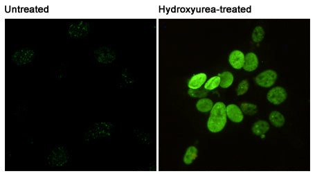Anti-Phospho-Histone H2A.X (Ser139) (2A9) Mouse Monoclonal Antibody