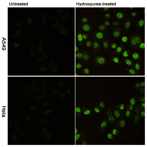Anti-Phospho-Histone H2A.X (Ser139) (2A9) Mouse Monoclonal Antibody