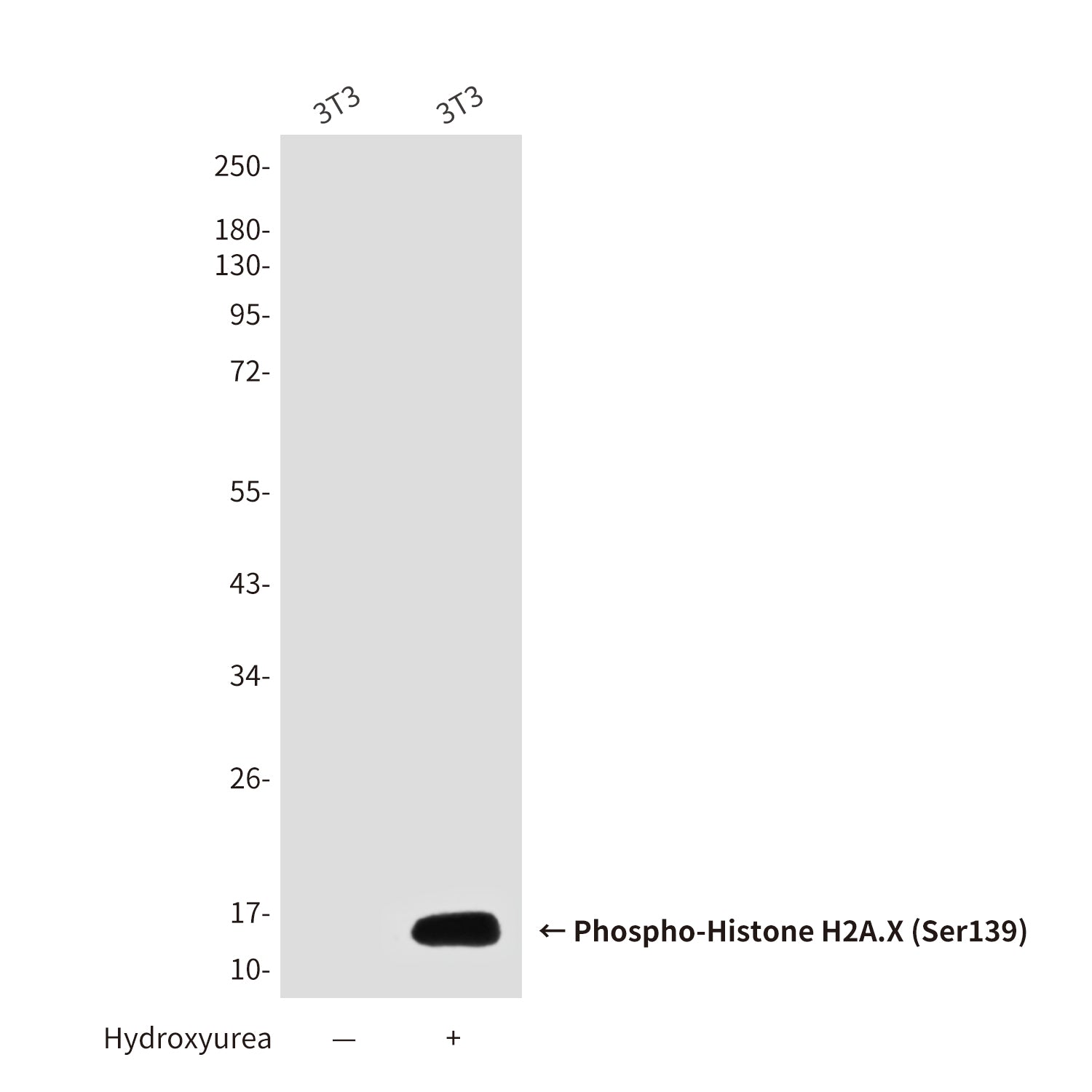 Anti-Phospho-Histone H2A.X (Ser139) (2A9) Mouse Monoclonal Antibody