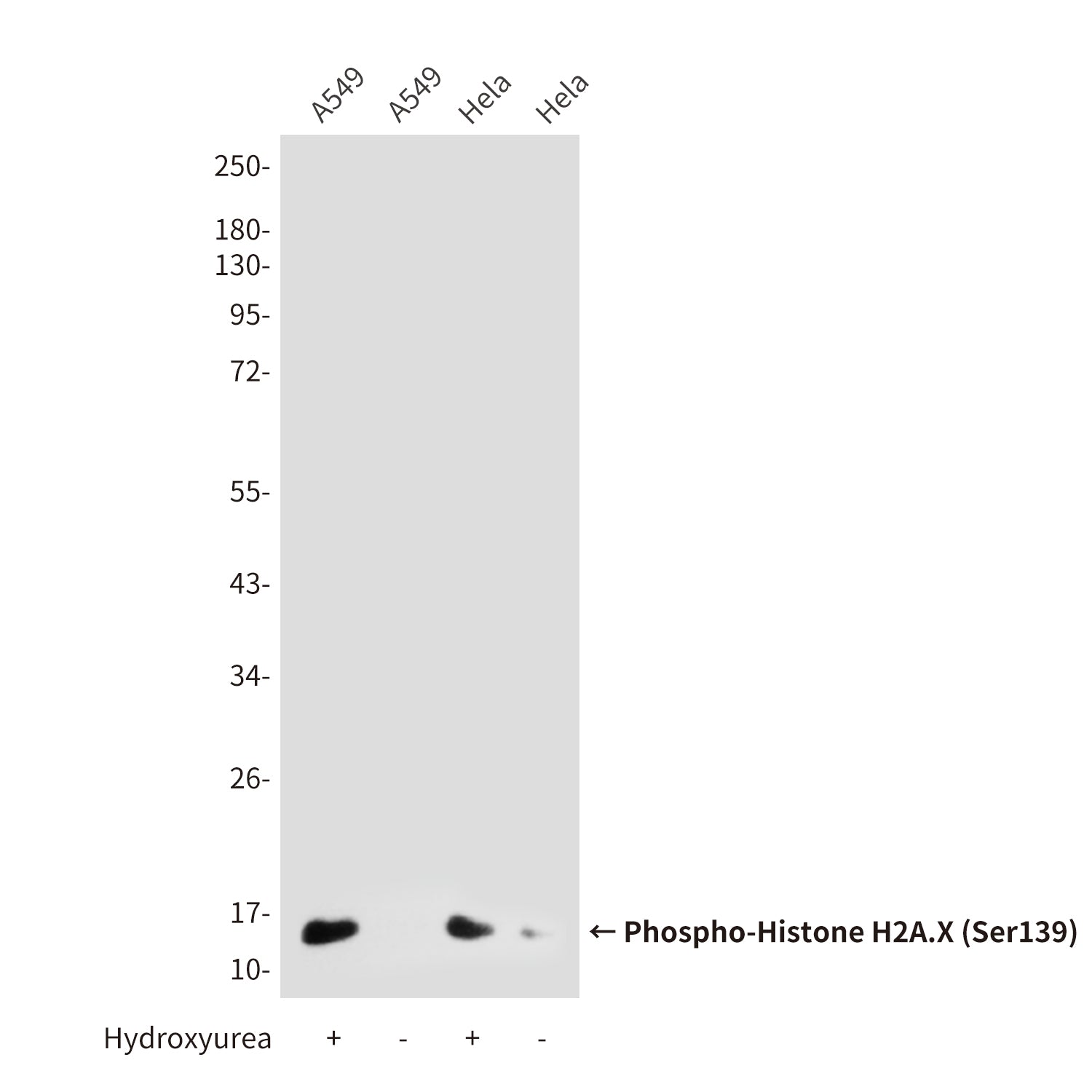 Anti-Phospho-Histone H2A.X (Ser139) (2A9) Mouse Monoclonal Antibody
