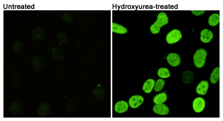 Anti-Phospho-Histone H2A.X (Ser139) (7G9) Mouse Monoclonal Antibody