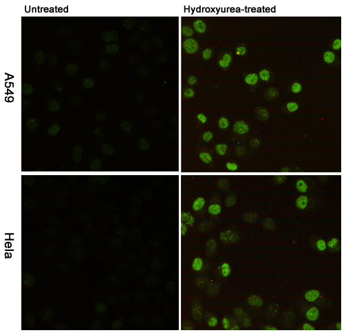 Anti-Phospho-Histone H2A.X (Ser139) (7G9) Mouse Monoclonal Antibody