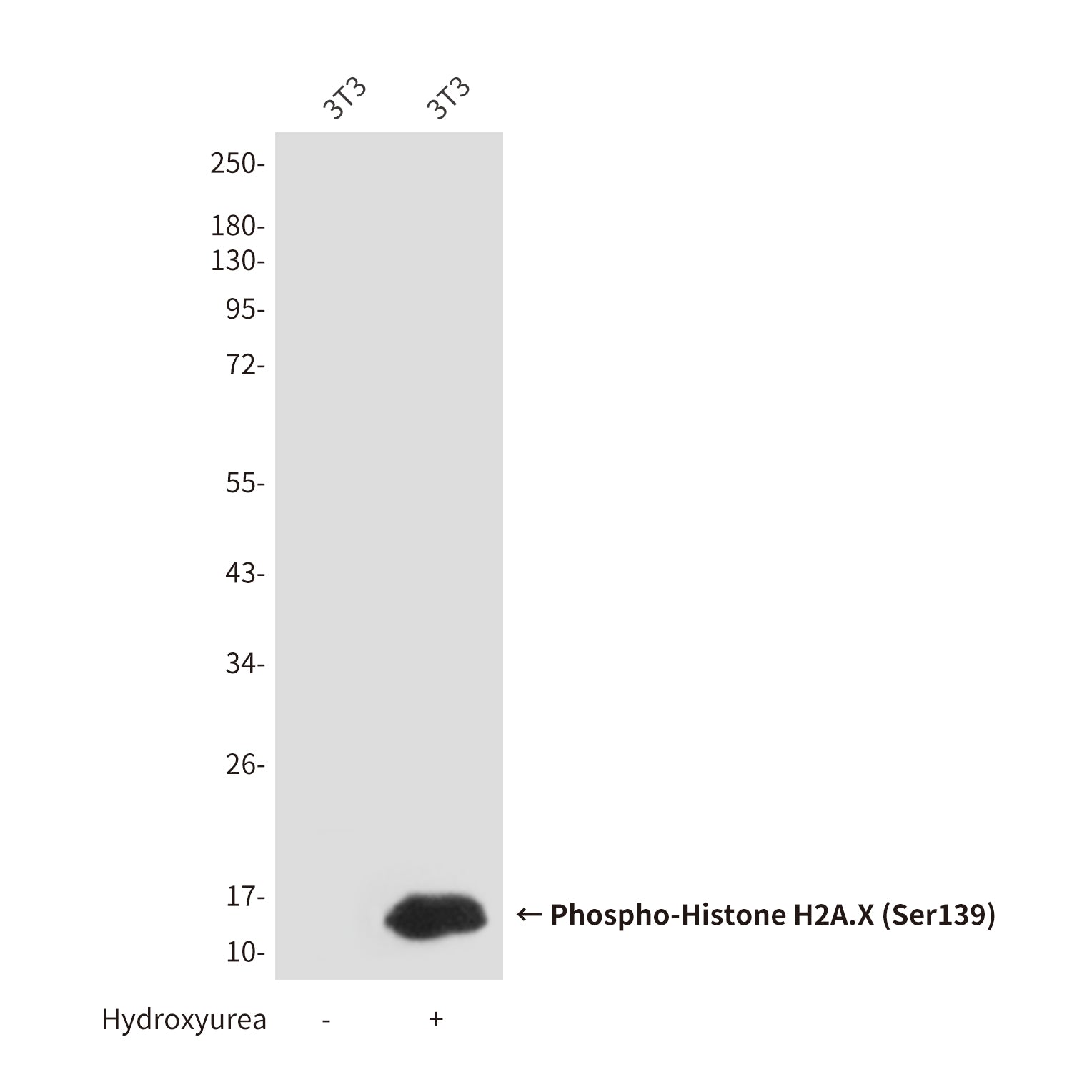Anti-Phospho-Histone H2A.X (Ser139) (7G9) Mouse Monoclonal Antibody