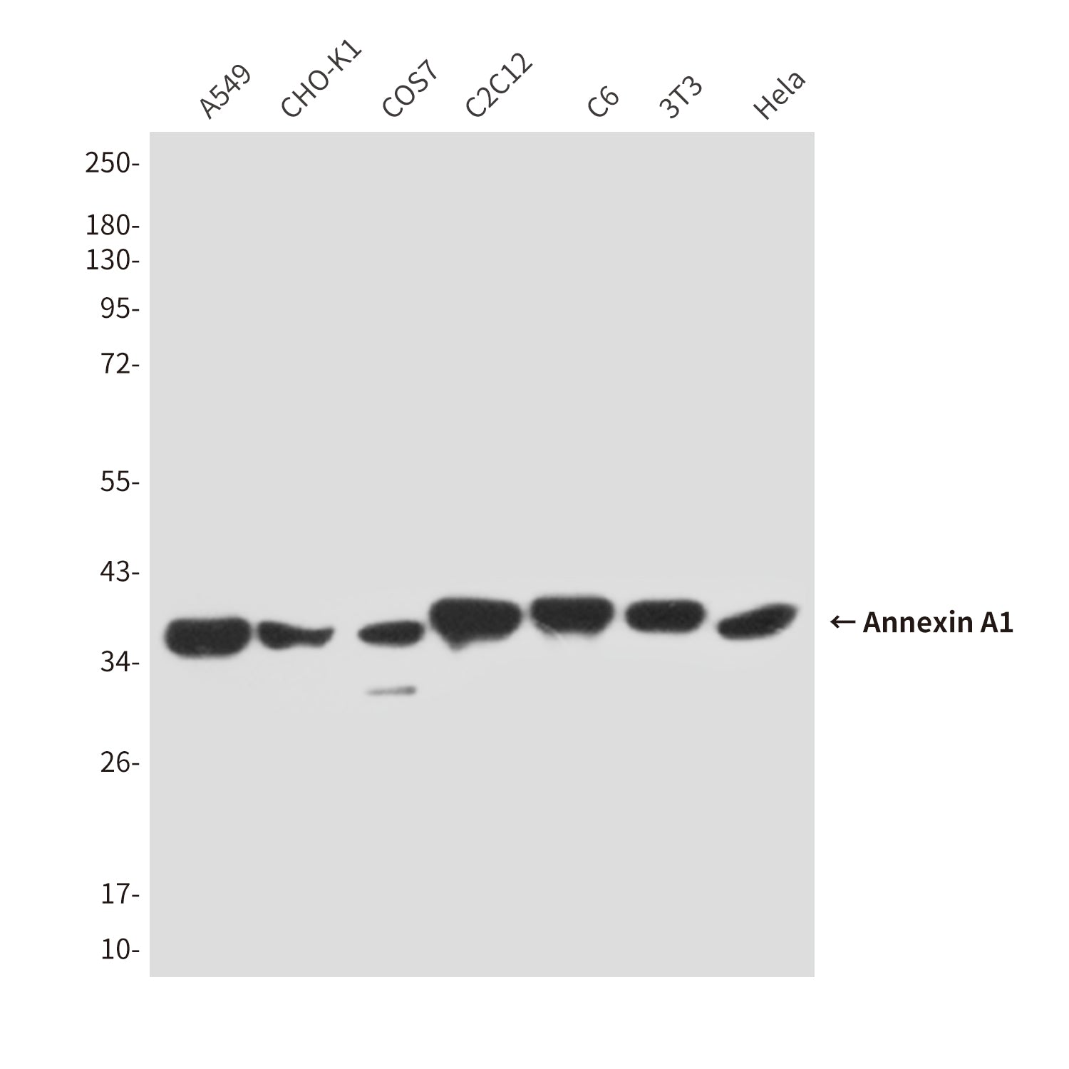 Anti-Annexin A1 (5E4D8) Mouse Monoclonal Antibody