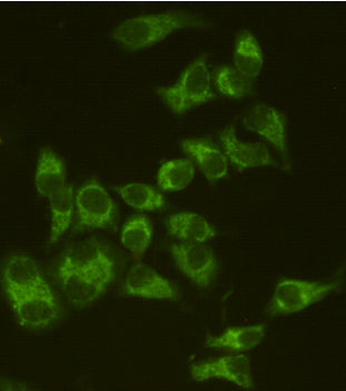 Anti-AIF (8H1) Mouse Monoclonal Antibody