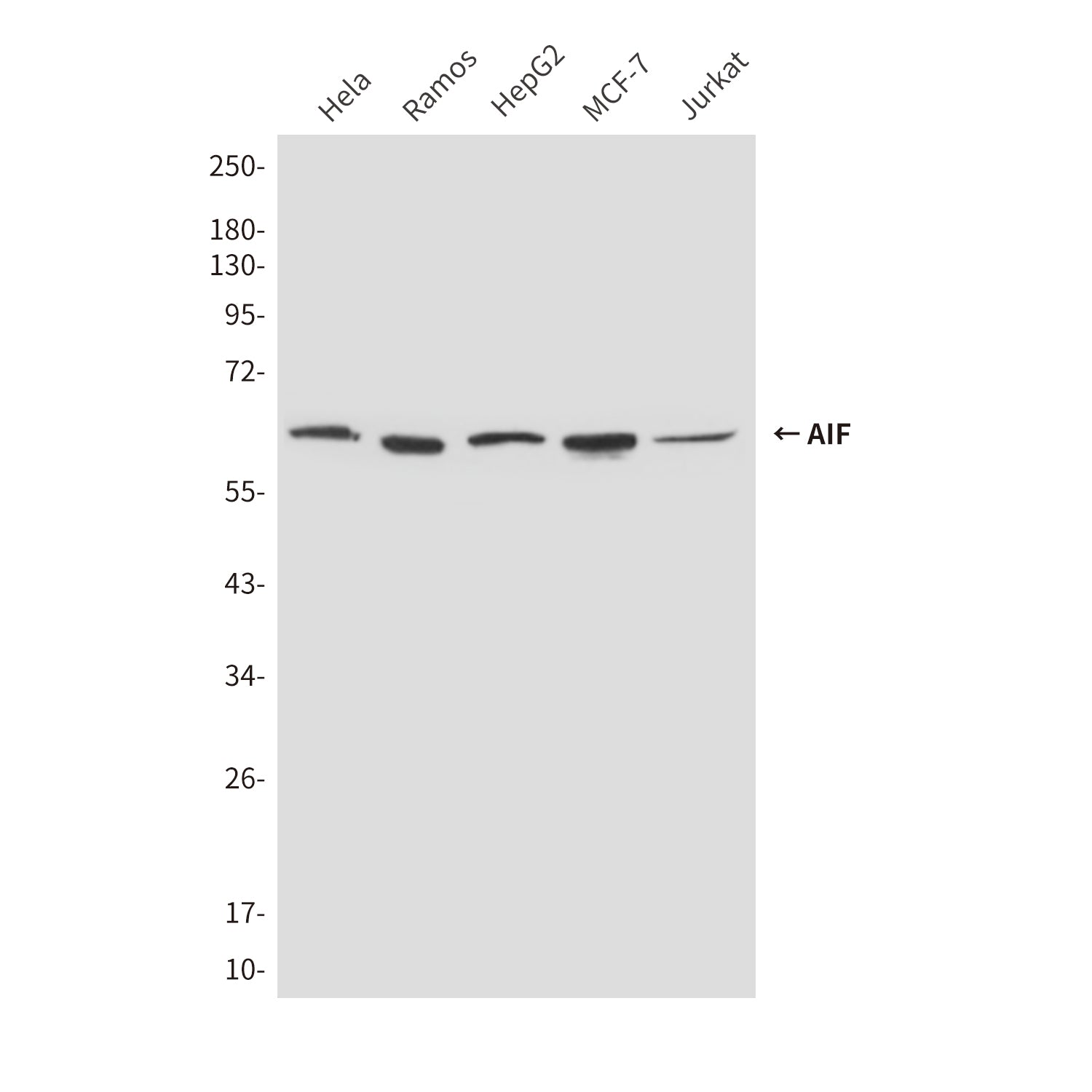 Anti-AIF (8H1) Mouse Monoclonal Antibody