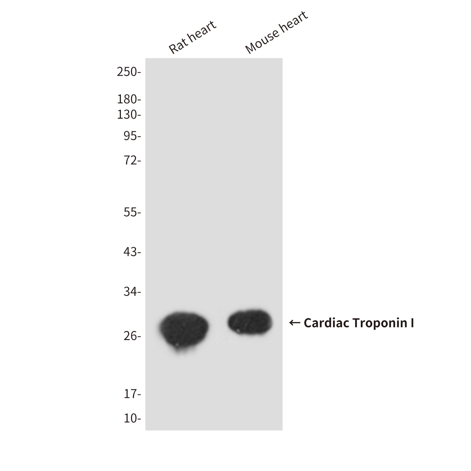 Anti-Cardiac Troponin I (1D7) Mouse Monoclonal Antibody