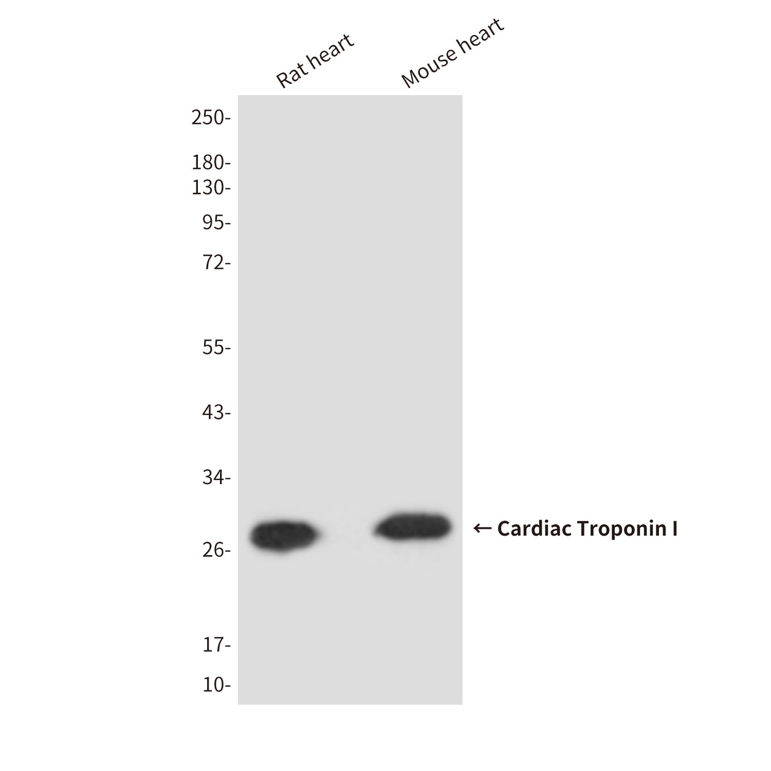 Anti-Cardiac Troponin I (2D10) Mouse Monoclonal Antibody