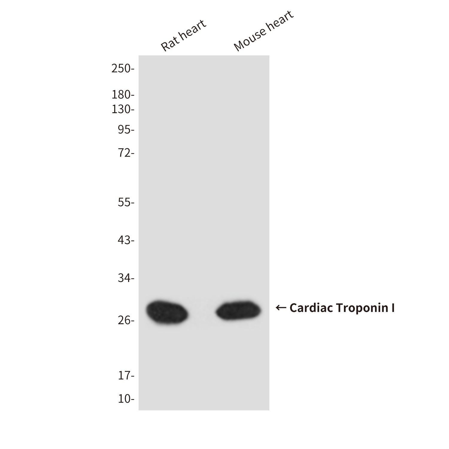 Anti-Cardiac Troponin I (4D3) Mouse Monoclonal Antibody