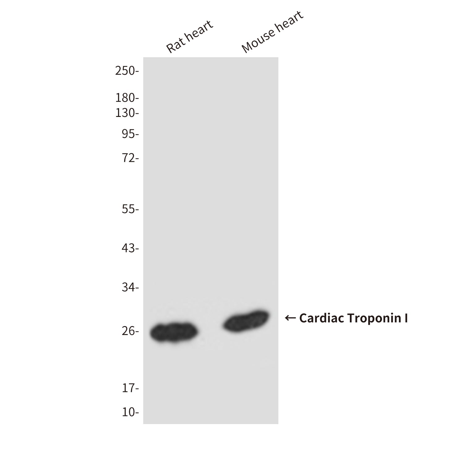 Anti-Cardiac Troponin I (5C6) Mouse Monoclonal Antibody