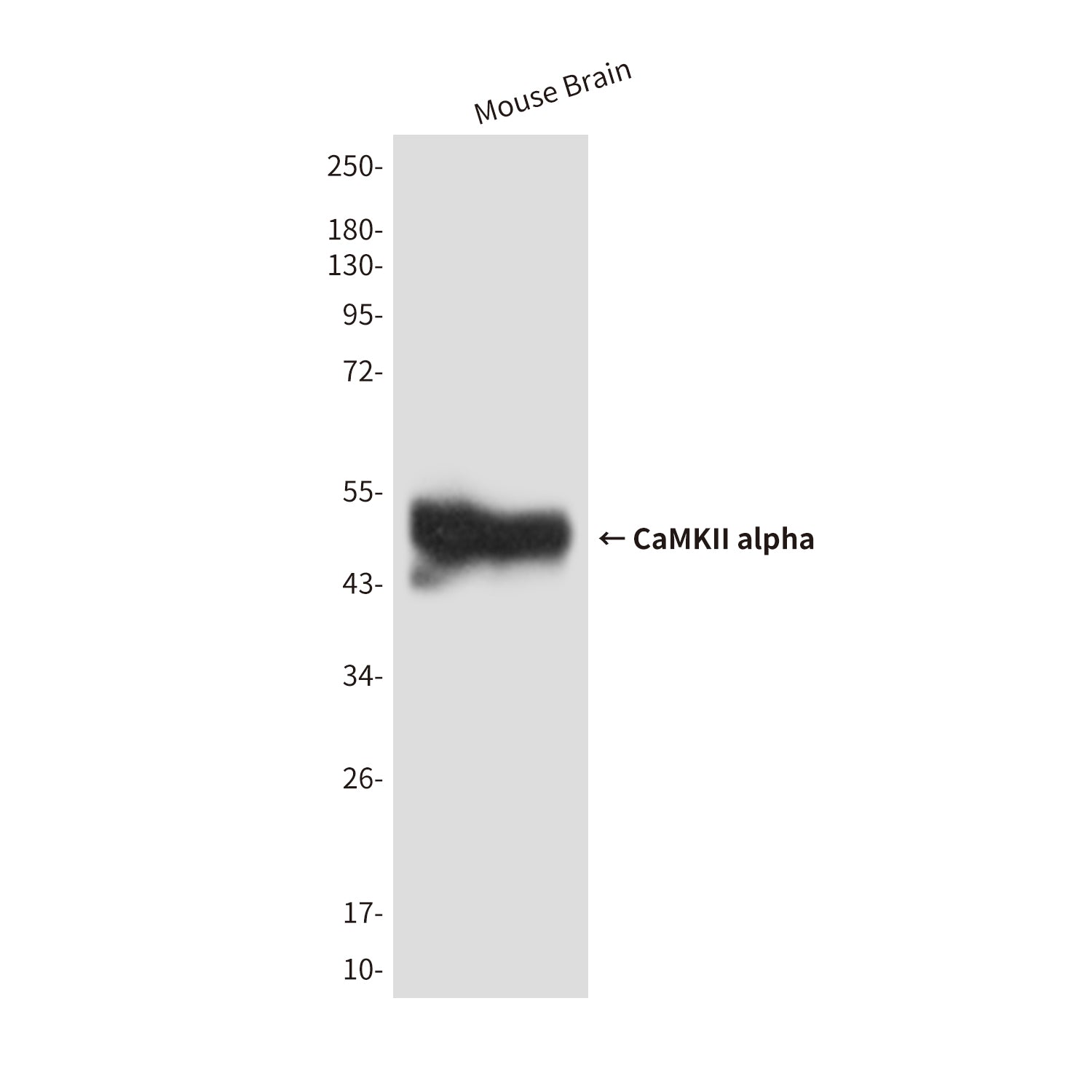 Anti-CaMKII alpha (5D9) Mouse Monoclonal Antibody