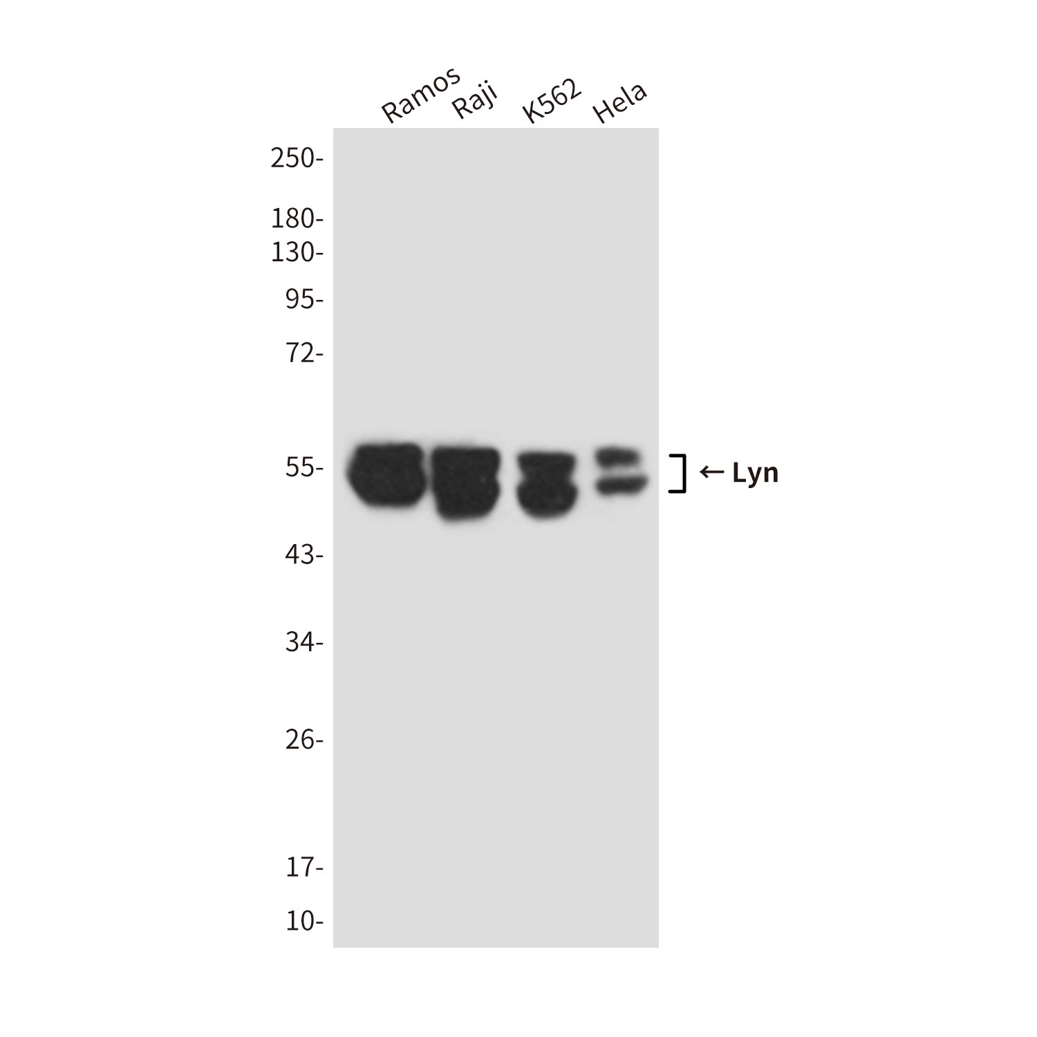 Anti-Lyn (1C8) Mouse Monoclonal Antibody