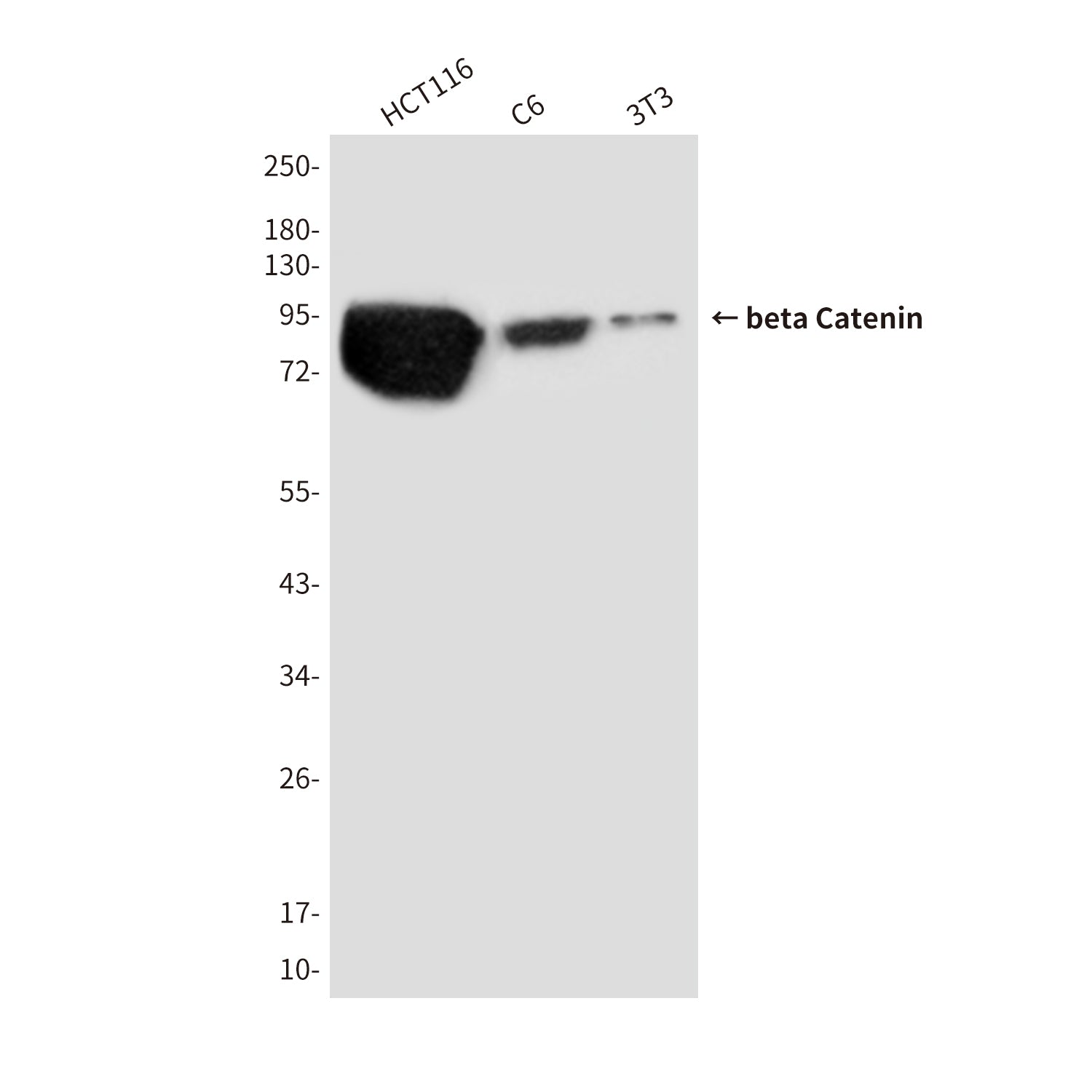 Anti-beta Catenin (5D6) Mouse Monoclonal Antibody