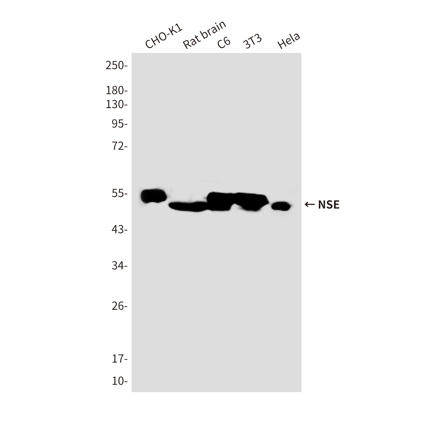 Anti-NSE (4C7) Mouse Monoclonal Antibody