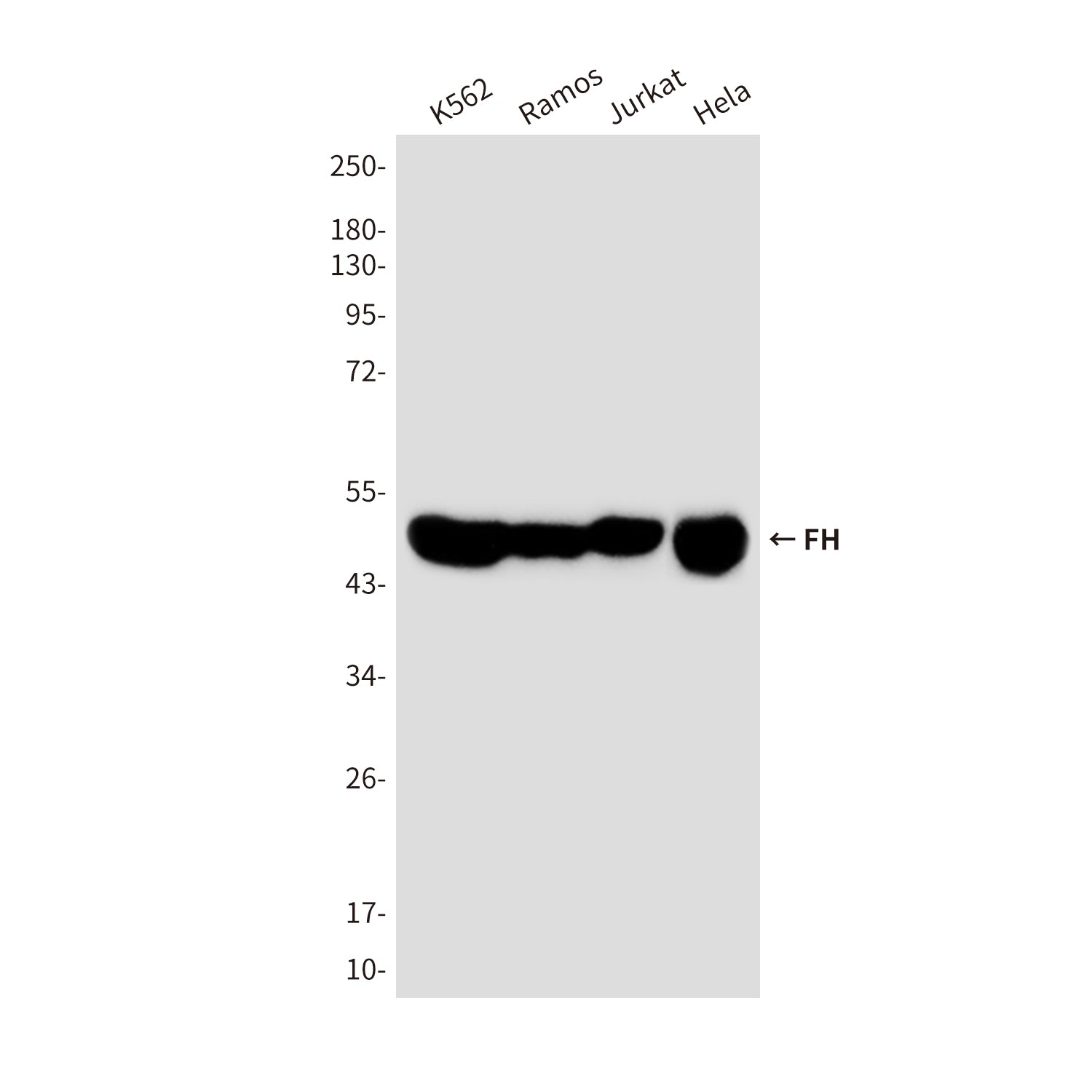 Anti-FH (9B1) Mouse Monoclonal Antibody