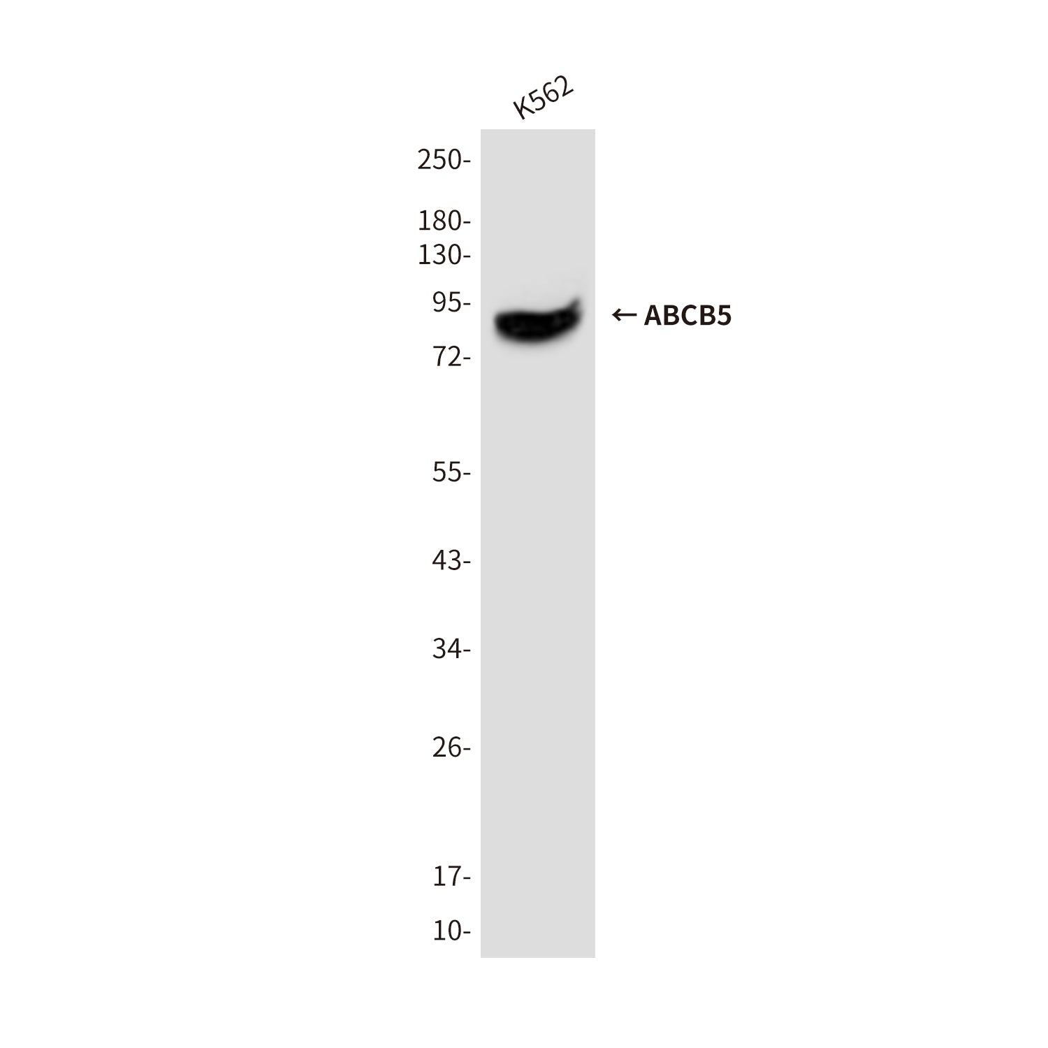 Anti-ABCB5 (8D2) Mouse Monoclonal Antibody