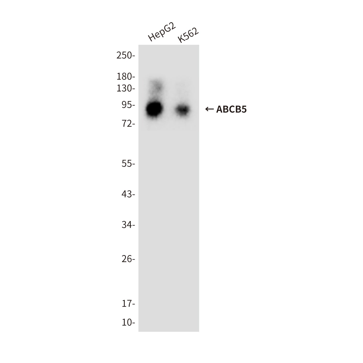 Anti-ABCB5 (8D2) Mouse Monoclonal Antibody