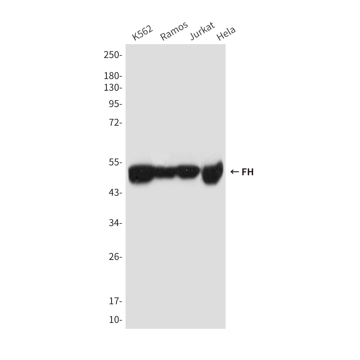 Anti-FH (2A3) Mouse Monoclonal Antibody