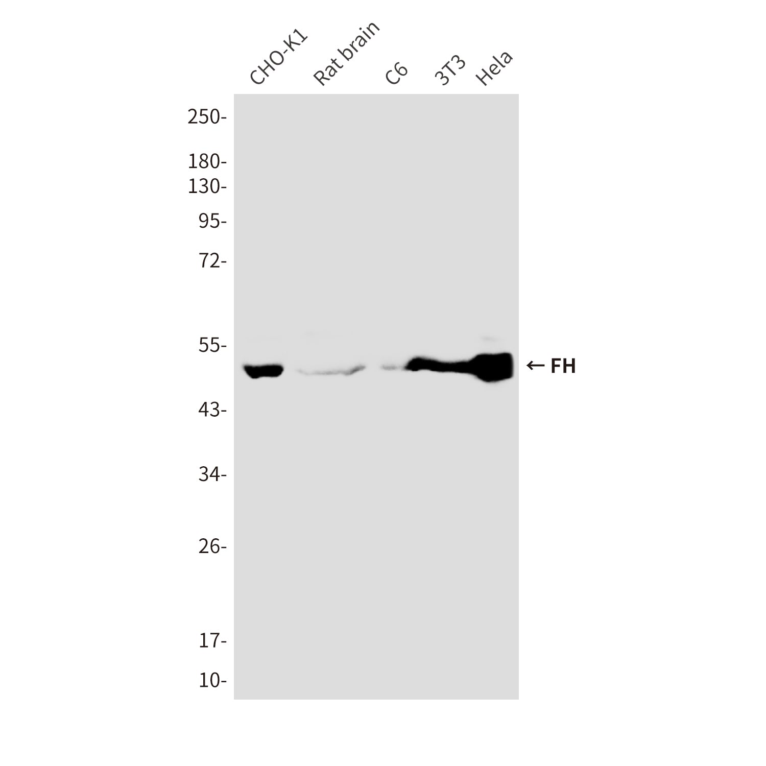Anti-FH (2A3) Mouse Monoclonal Antibody