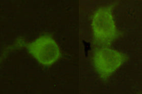 Anti-Mannose Phosphate Isomerase (4G9) Mouse Monoclonal Antibody