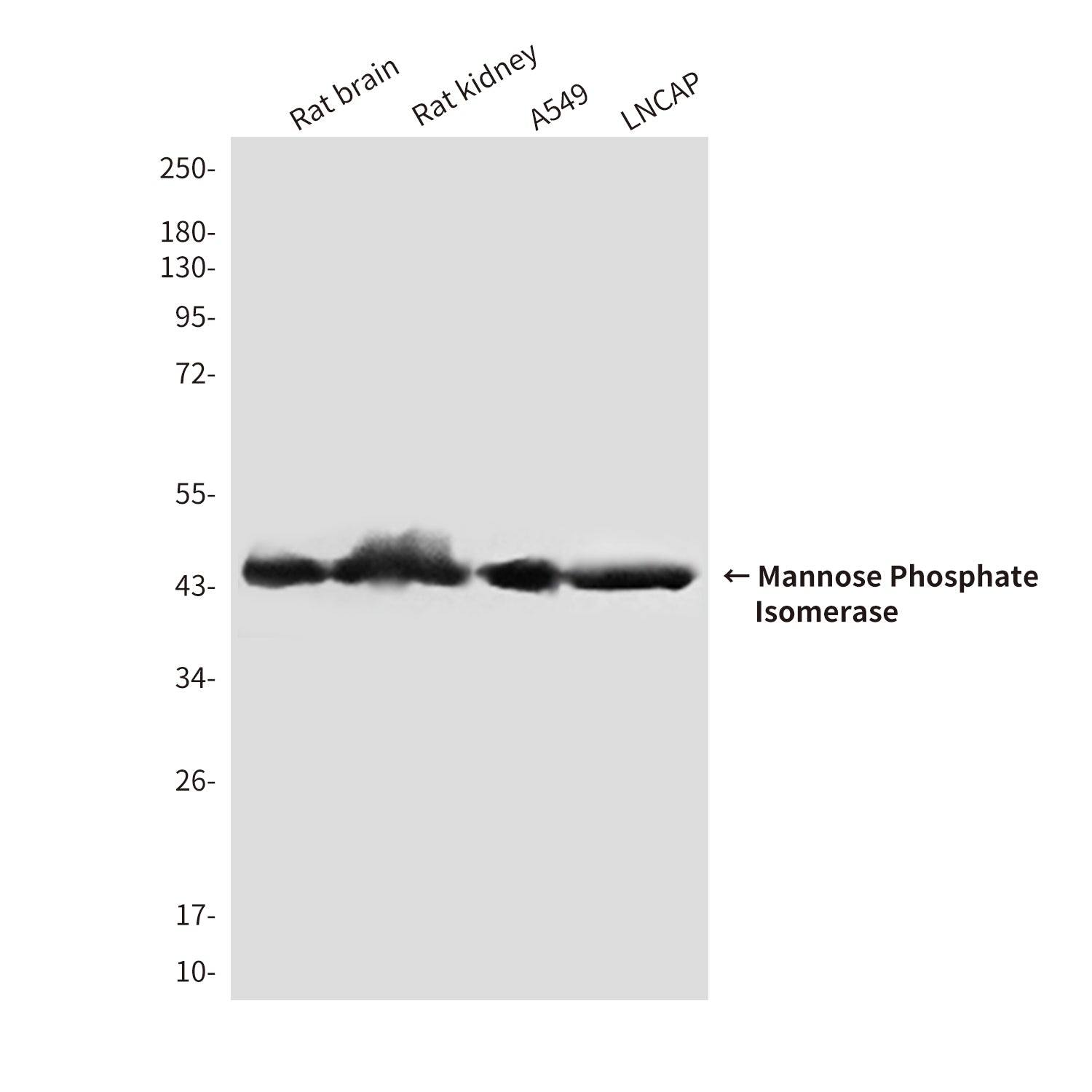 Anti-Mannose Phosphate Isomerase (4G9) Mouse Monoclonal Antibody