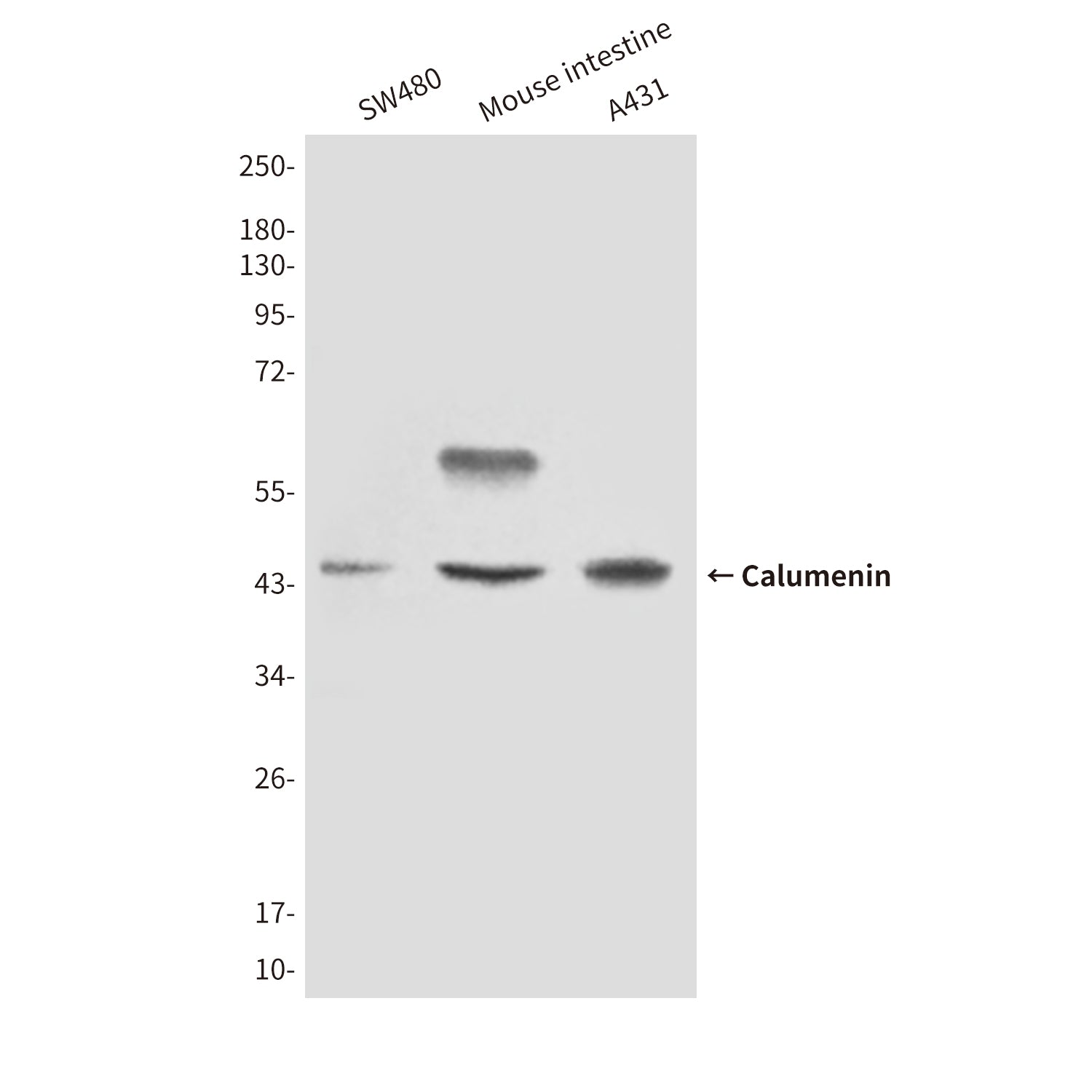Anti-Calumenin (4C6) Mouse Monoclonal Antibody