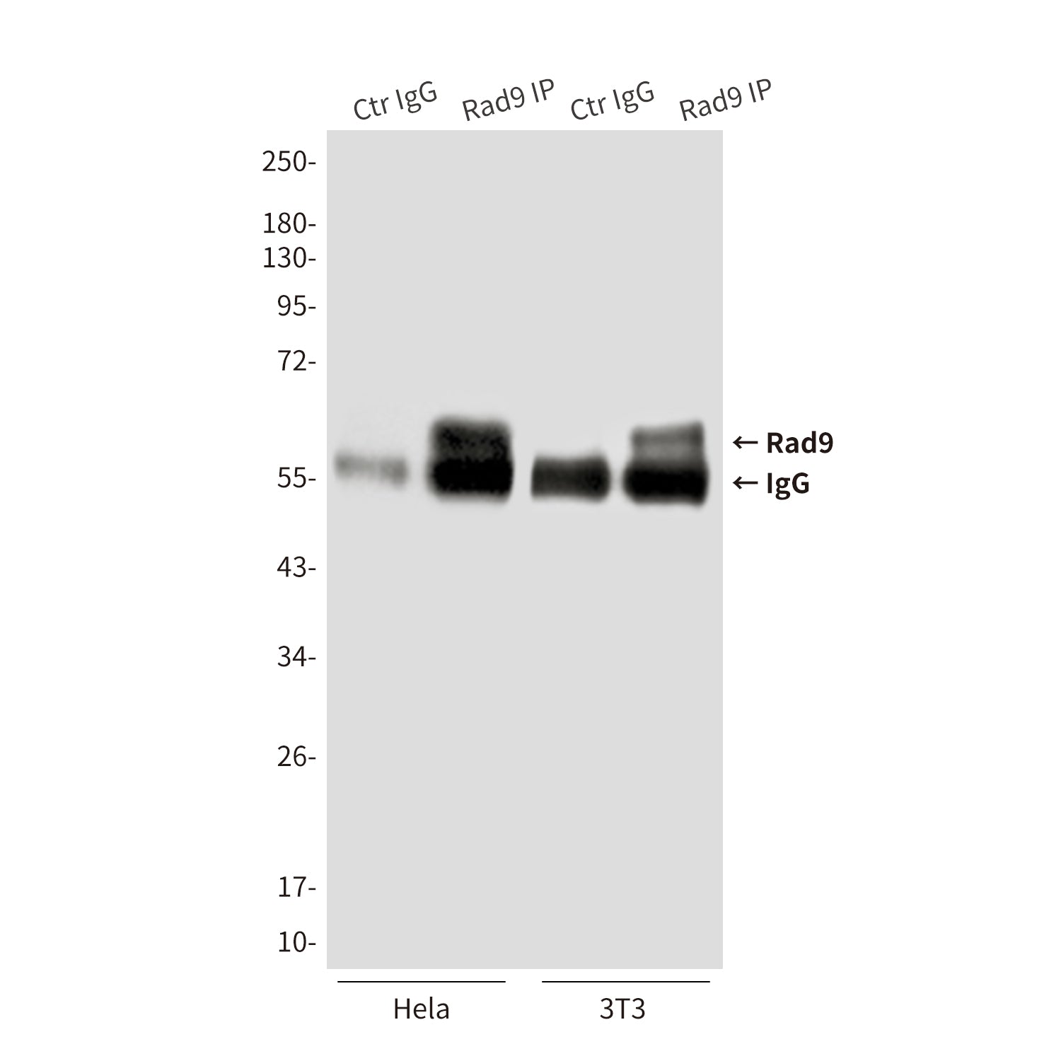 Anti-Rad9 Mouse Monoclonal Antibody