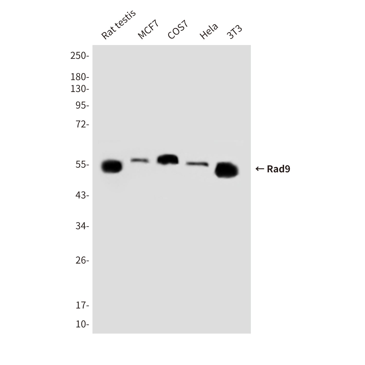Anti-Rad9 Mouse Monoclonal Antibody