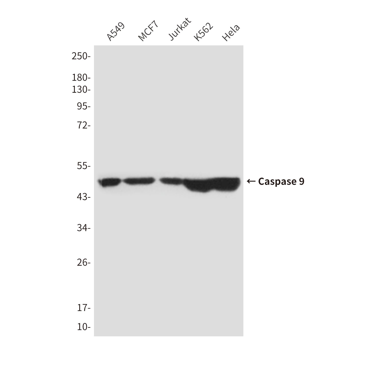 Anti-Caspase 9 (1D1) Mouse Monoclonal Antibody