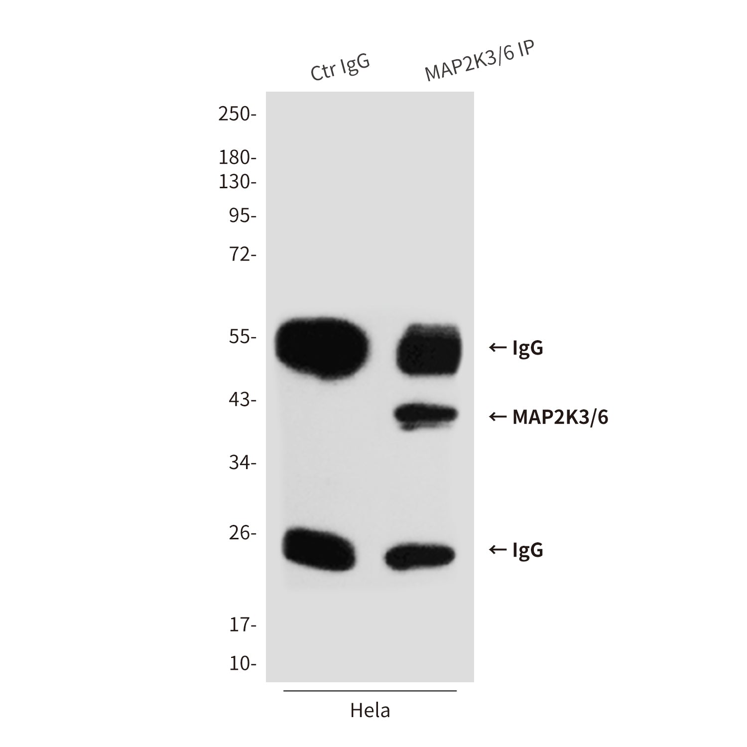 Anti-MAP2K6 (8A11) Mouse Monoclonal Antibody