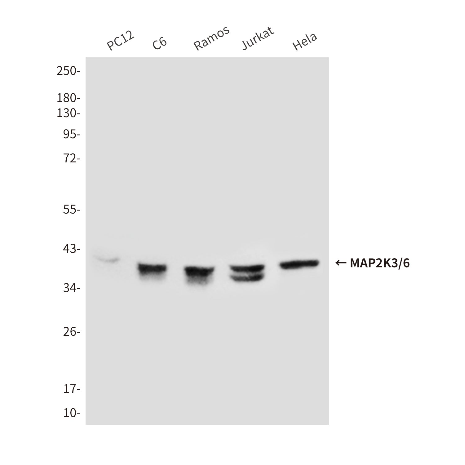 Anti-MAP2K6 (8A11) Mouse Monoclonal Antibody