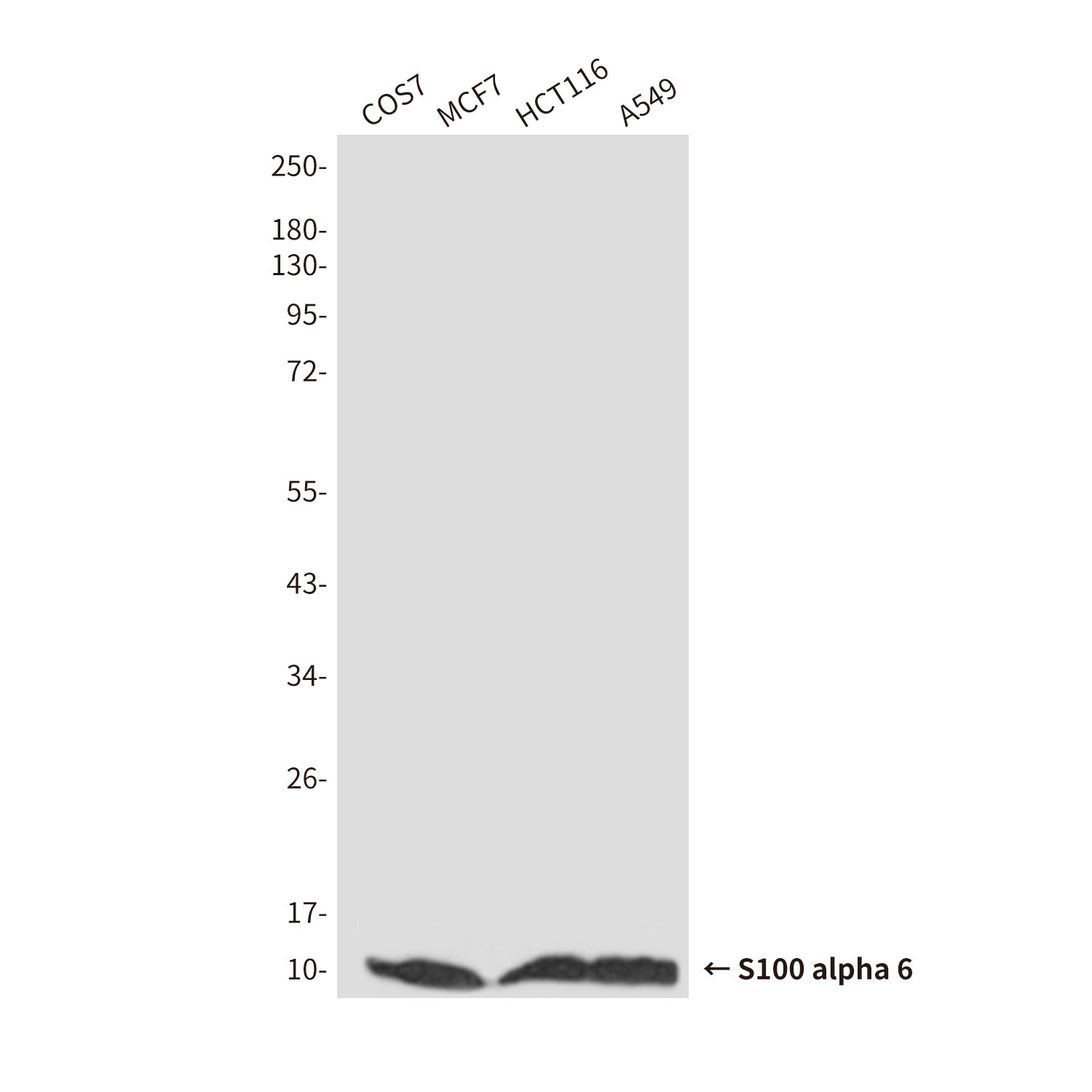 Anti-S100A6 (3E11) Mouse Monoclonal Antibody