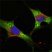 Anti-LIN28A (9G2) Mouse Monoclonal Antibody