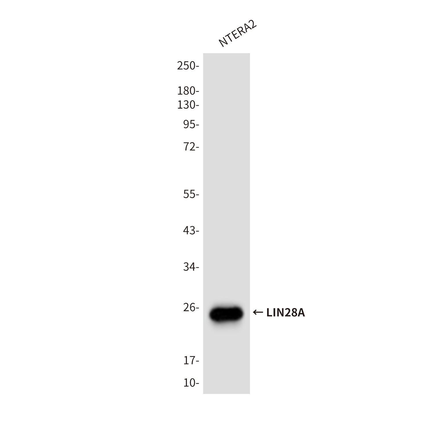 Anti-LIN28A (9G2) Mouse Monoclonal Antibody